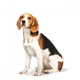 Beagle Dog White Wall Decal