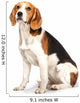Beagle Dog White Wall Decal