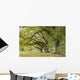 Park Tree Wall Decal