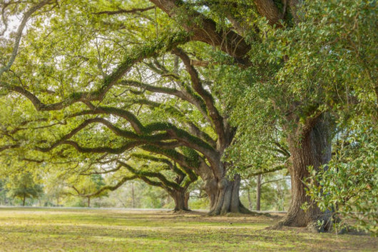 Park Tree Wall Decal