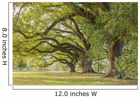Park Tree Wall Decal