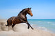 Beautiful Horse Run along Wall Decal