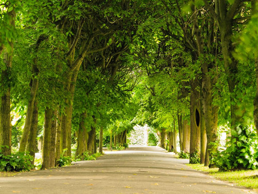 Nature Landscape Garden Pathway Wall Decal