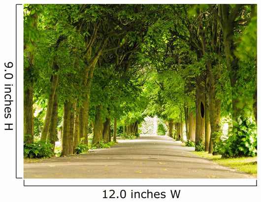 Nature Landscape Garden Pathway Wall Decal