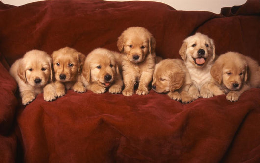 Golden Retriever Dog Wall Decal
