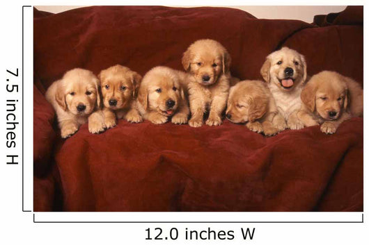 Golden Retriever Dog Wall Decal