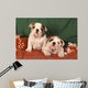 Bulldog Anglais Bouledogue Anglais Wall Decal