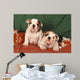 Bulldog Anglais Bouledogue Anglais Wall Decal