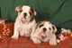Bulldog Anglais Bouledogue Anglais Wall Decal
