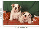 Bulldog Anglais Bouledogue Anglais Wall Decal
