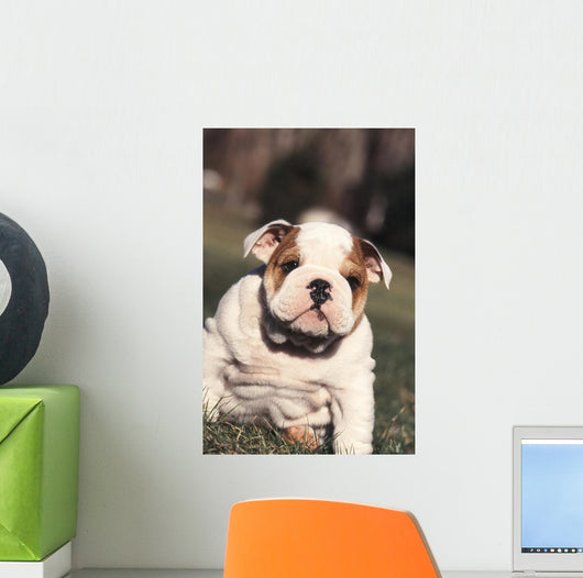 Chien Bulldog Anglais Bouledogue Wall Decal