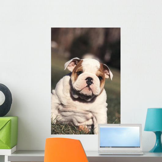 Chien Bulldog Anglais Bouledogue Wall Decal