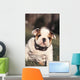 Chien Bulldog Anglais Bouledogue Wall Decal