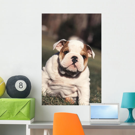 Chien Bulldog Anglais Bouledogue Wall Decal
