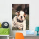 Chien Bulldog Anglais Bouledogue Wall Decal