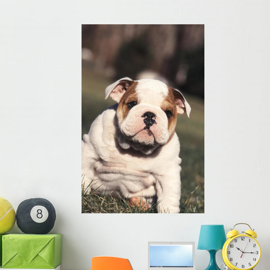 Chien Bulldog Anglais Bouledogue Wall Decal