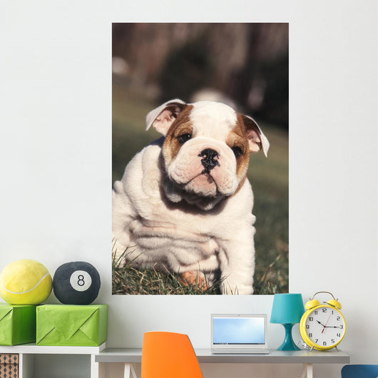 Chien Bulldog Anglais Bouledogue Wall Decal