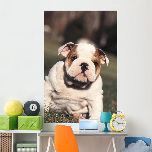 Chien Bulldog Anglais Bouledogue Wall Decal