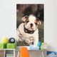 Chien Bulldog Anglais Bouledogue Wall Decal