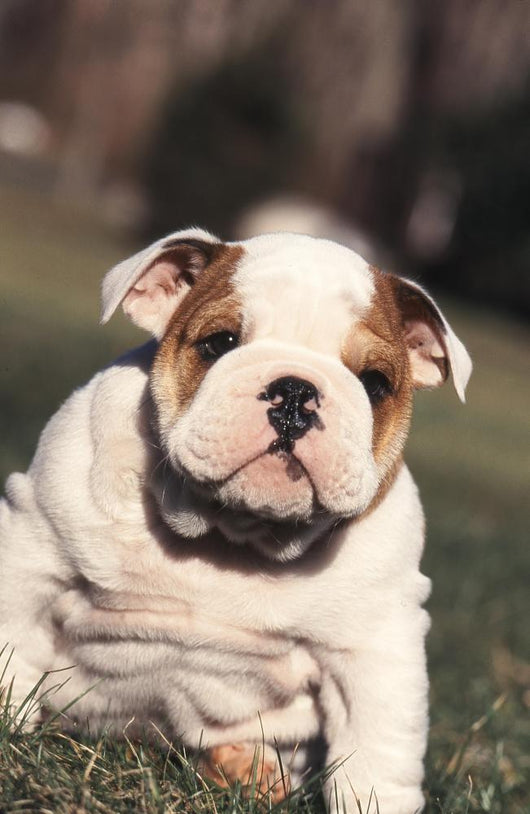 Chien Bulldog Anglais Bouledogue Wall Decal
