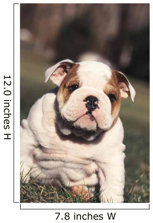 Chien Bulldog Anglais Bouledogue Wall Decal