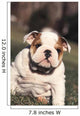 Chien Bulldog Anglais Bouledogue Wall Decal
