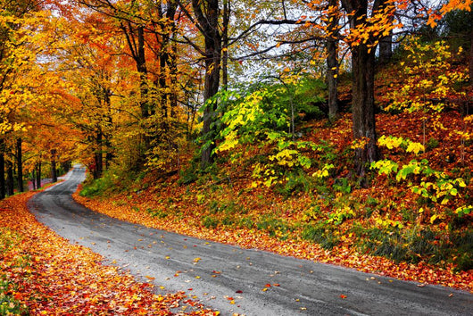 Fall New England Winding Wall Decal