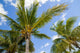 Palm Trees Bahamas Wall Decal