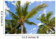 Palm Trees Bahamas Wall Decal