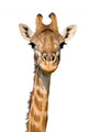 Massai Giraffe Wall Decal