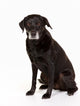 Black Labrador Studio Wall Decal
