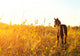 Foal Standing Field One Wall Decal