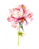 Watercolor Pink Peony Wall Decal