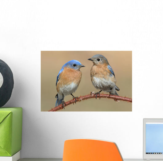 Pair Eastern Bluebird Wall Decal