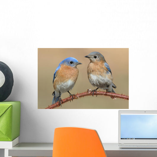 Pair Eastern Bluebird Wall Decal