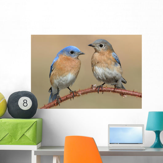 Pair Eastern Bluebird Wall Decal