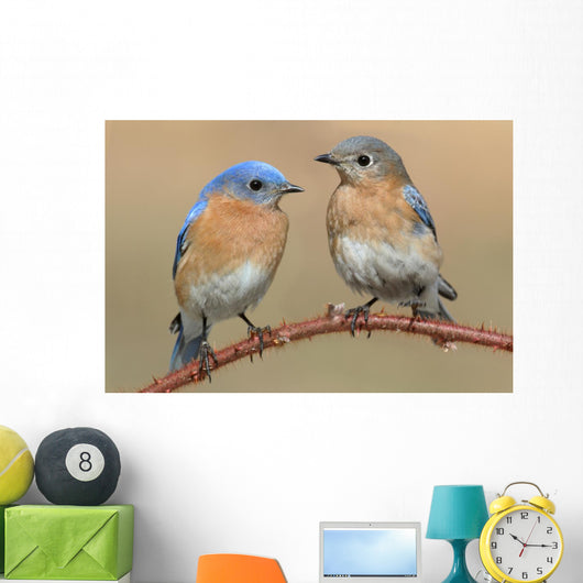 Pair Eastern Bluebird Wall Decal