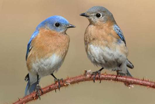 Pair Eastern Bluebird Wall Decal