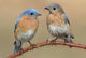 Pair Eastern Bluebird Wall Decal