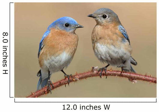 Pair Eastern Bluebird Wall Decal