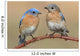 Pair Eastern Bluebird Wall Decal
