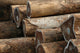 Logs Docks Wall Decal