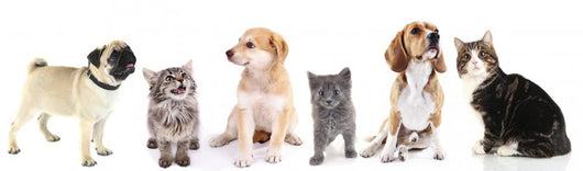 Cute Pets White Wall Decal Panoramic Wall Decal