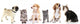 Cute Pets White Wall Decal Panoramic Wall Decal