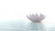 Zen Lotus Water Wall Decal