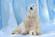 Polar Bear Sitting Icecap Wall Decal