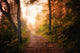 Path through Woods and Wall Decal