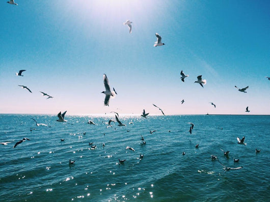 Flying Seagulls Wall Decal