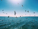 Flying Seagulls Wall Decal
