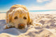 Dog Relaxing Wall Decal